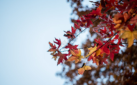 秋冬地坛公园里的枫叶银杏树木落叶景象图片