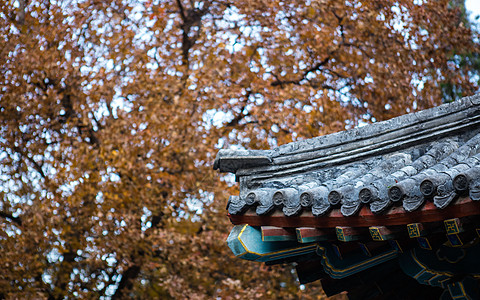 秋冬地坛公园里的枫叶银杏树木落叶景象背景