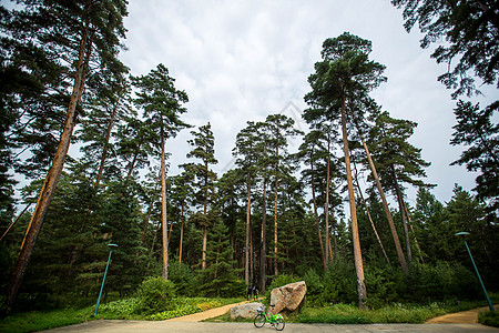 长白山松树二道白河背景