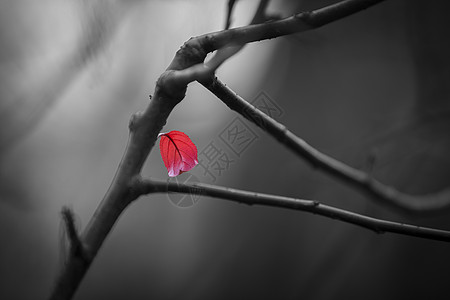 黑白树枝孤独寂寞的红叶背景