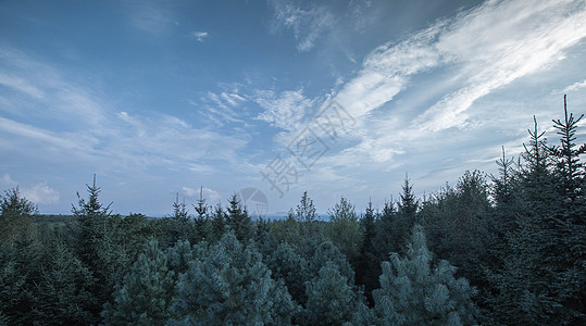 长白山松树长白山脚林海背景