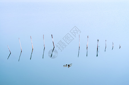 水墨元素蓝色湖面上的一对鸳鸯背景