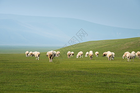 草原羊草原上吃草的羊群背景
