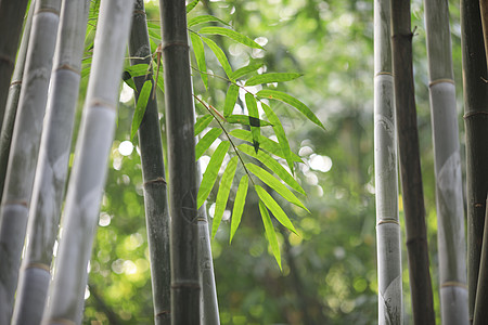 中国元素竹子图片