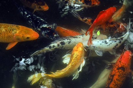 中国元素锦鲤鱼图片