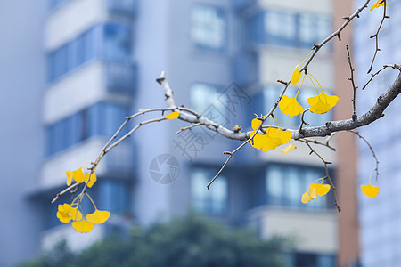 秋冬的黄色银杏非常美丽 背景图片