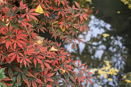 红枫叶背景图片