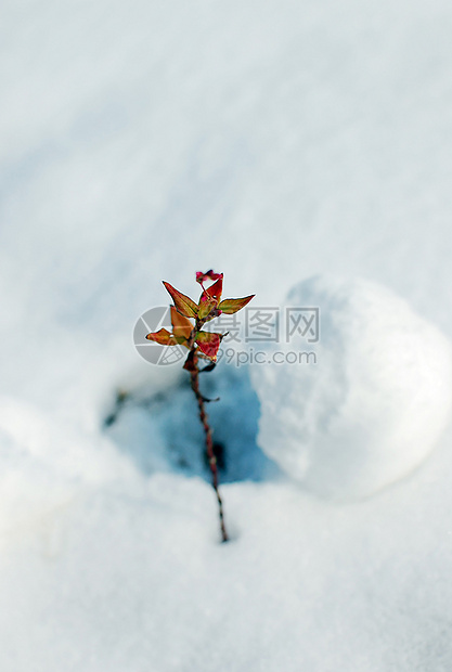 雪地里的植物图片