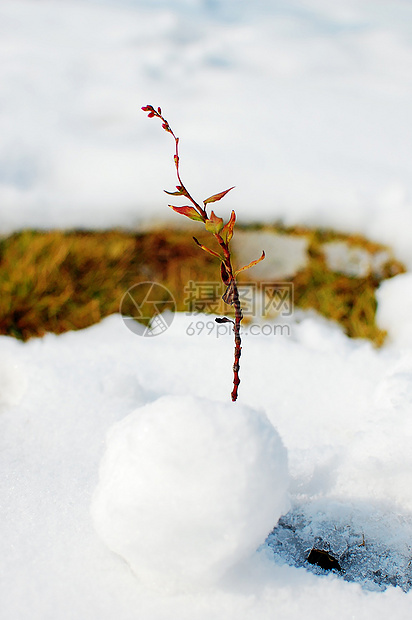 冬天的雪图片