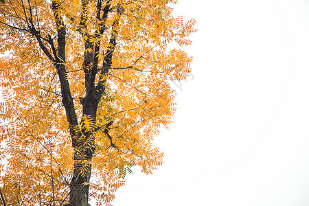 一颗满是黄叶的树背景图片