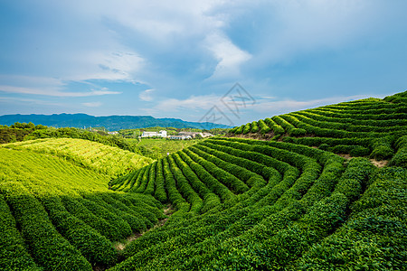 茶园风光背景图片