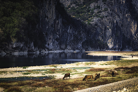 河边嬉戏山边牛羊背景