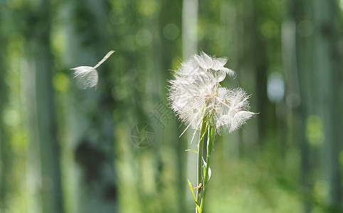 大蒲公英花草动态背景高清图片