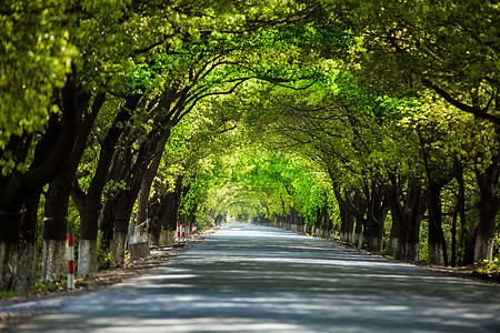 马路侧面绿树成荫的道路背景