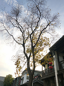 仿真银杏树图片