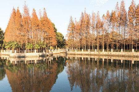 秋天湖边金色的秋天背景