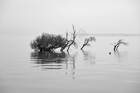 滇池海鸥黑白滇池背景