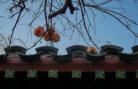 青皮石榴冬天成熟的果实背景