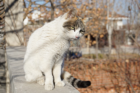 冬日里晒太阳的猫图片