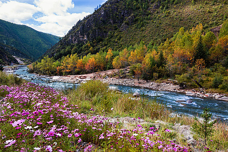 高原旅游稻城途中的格桑花背景