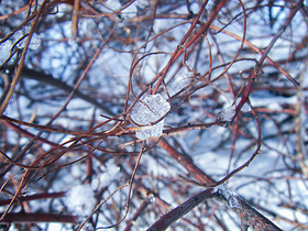 雪后的树枝和树叶图片