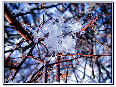 雪后的树枝和树叶图片