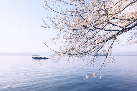 西湖樱花浪漫时春季高清图片素材