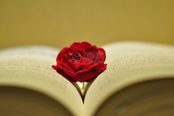 书中的玫瑰花