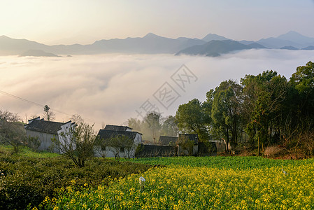 安徽歙县油菜花云海背景