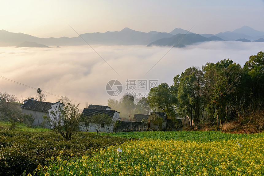 油菜花云海图片