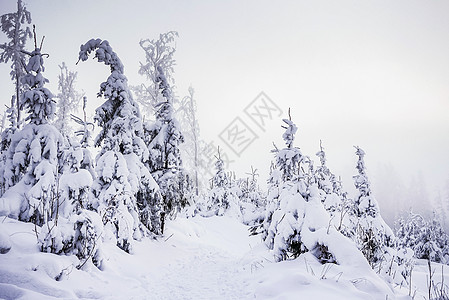 雪松背景图片