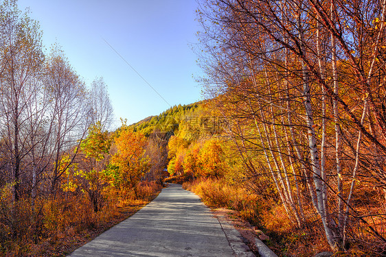 道须沟的秋天林荫路图片