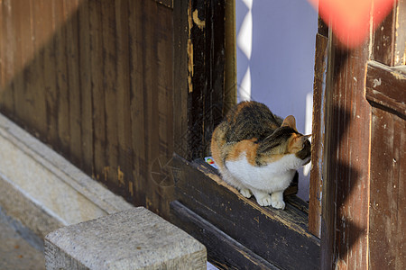 行走的猫背景