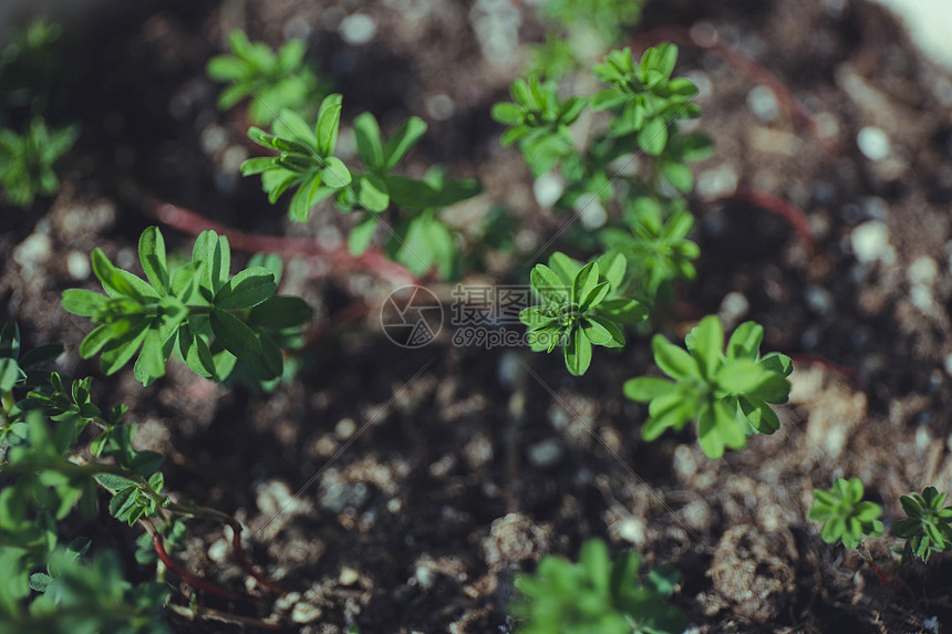 冬日生长的植物图片