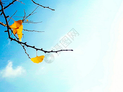 秋天的蓝天白云和金色的银杏树枝背景图片