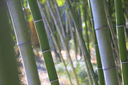 竹林流水中国元素竹子背景