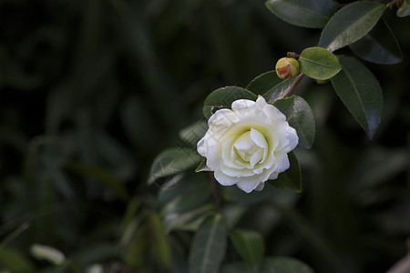 山茶花树山茶花背景