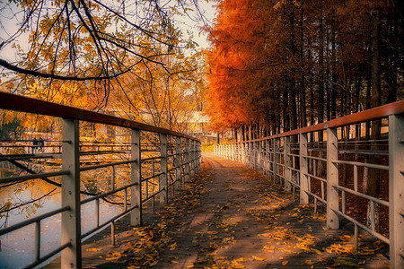 武汉落满树叶的幽静小路背景图片
