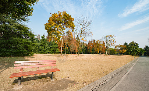 滨江森林公园上海滨江湿地森林公园背景