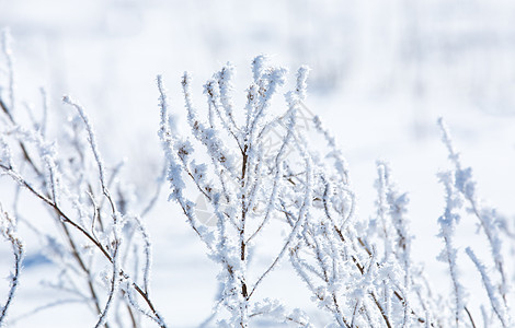 林海雪原雪景背景