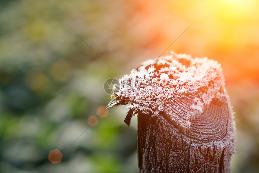 清晨木桩上的霜图片