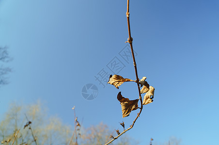 抬头看枯叶背景图片