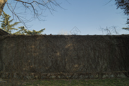 冬季冷满墙的枯藤背景