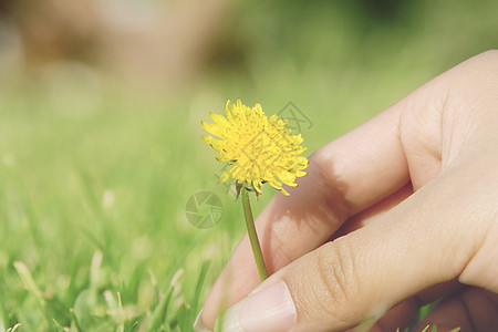 冬日里的蒲公英小花背景图片