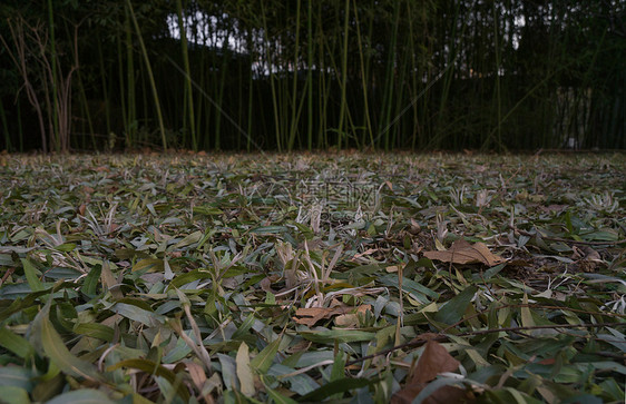 竹林的落叶图片