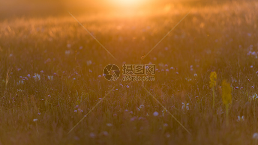 日落夕阳野花图片