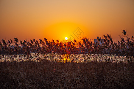 夕阳余晖下的芦苇荡图片