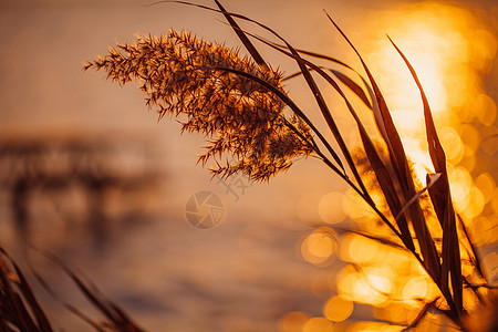 夕阳余晖下的芦苇特写高清图片