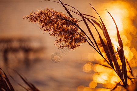 夕阳余晖下的芦苇特写背景图片