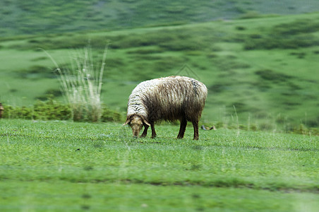新疆塔城牧场牧业羊图片